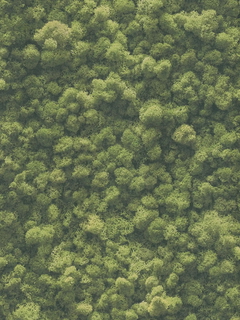 Ταπετσαρια Τοιχου Moss Πρασινο