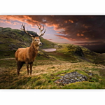 Φωτοταπετσαρια - Deer On Hill Αδιαβροχη 400x280cm