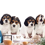 Φωτοταπετσαρια - Sad Puppies Αδιαβροχη 400x280cm