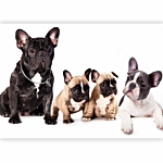 Φωτοταπετσαρια - French Dogs Αδιαβροχη 350x256cm