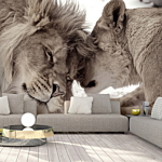 Φωτοταπετσαρια - Lion Tenderness (sepia) Αδιαβροχη 250x175cm