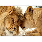 Φωτοταπετσαρια - Lion Tenderness Αδιαβροχη 300x210cm