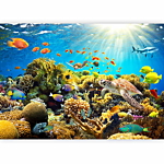 Φωτοταπετσαρια - Underwater Land Αδιαβροχη 350x245cm