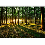 Φωτοταπετσαρια - Mystical Morning Αδιαβροχη 350x256cm