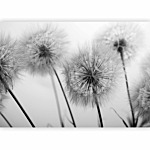 Φωτοταπετσαρια - Time For Dandelions - Second Variant Αδιαβροχη 350x256cm
