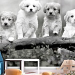 Φωτοταπετσαρια - Four Puppies Αδιαβροχη 450x315cm