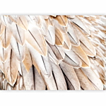 Φωτοταπετσαρια - Close-up Of Bird's Wings - Uniform Close-up On Beige Bird Feathers Αδιαβροχη 450x315cm