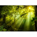 Φωτοταπετσαρια - In A Secret Forest Αδιαβροχη 450x315cm