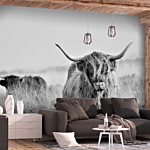 Φωτοταπετσαρια - Highland Cattle Αδιαβροχη 100x70cm