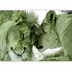 Φωτοταπετσαρια - Lion Tenderness (green) Αδιαβροχη 450x315cm