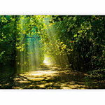 Φωτοταπετσαρια - Road In Sunlight Αδιαβροχη 400x280cm