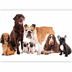 Φωτοταπετσαρια - Animal Portrait - Dogs With A Brown Labrador In The Centre On A White Background Αδιαβροχη 200x140cm