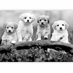 Φωτοταπετσαρια - Four Puppies Αδιαβροχη 450x315cm