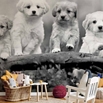 Φωτοταπετσαρια - Four Puppies Αδιαβροχη 450x315cm