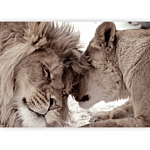 Φωτοταπετσαρια - Lion Tenderness (sepia) Αδιαβροχη 250x175cm