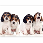 Φωτοταπετσαρια - Sad Puppies Αδιαβροχη 400x280cm