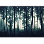 Φωτοταπετσαρια - Dark Forest Αδιαβροχη 400x280cm