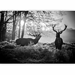 Φωτοταπετσαρια - Deers In The Morning Αδιαβροχη 250x175cm