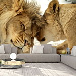 Φωτοταπετσαρια - Lion Tenderness Αδιαβροχη 300x210cm