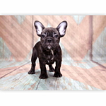 Φωτοταπετσαρια - French Bulldog Αδιαβροχη 250x175cm