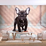 Φωτοταπετσαρια - French Bulldog Αδιαβροχη 250x175cm