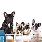 Φωτοταπετσαρια - French Dogs Αδιαβροχη 350x256cm