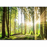 Φωτοταπετσαρια - Forest Tales Αδιαβροχη 200x140cm