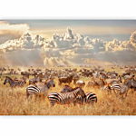 Φωτοταπετσαρια - Zebra Land Αδιαβροχη 250x175cm