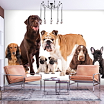 Φωτοταπετσαρια - Animal Portrait - Dogs With A Brown Labrador In The Centre On A White Background Αδιαβροχη 200x140cm