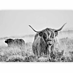 Φωτοταπετσαρια - Highland Cattle Αδιαβροχη 100x70cm