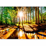 Φωτοταπετσαρια - Marvelous Forest Αδιαβροχη 450x315cm