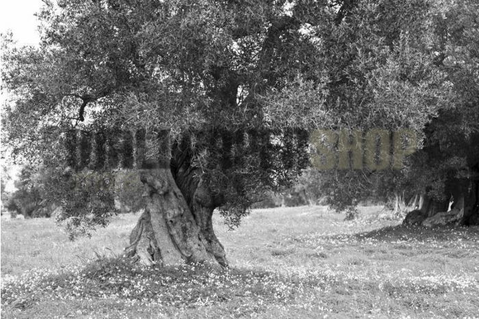 Ταπετσαρίες Τοίχου Σύγχρονες, Ρομαντικές, Κλασικές wallpapershop.gr