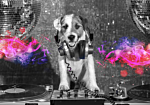 Φωτοταπετσαρια - Dj Dog Αδιαβροχη 150x105cm