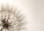 Φωτοταπετσαρια - Nature Close-up - Close-up Motif Of A Blowfly Flower In Sepia Αδιαβροχη 150x105cm