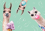 Φωτοταπετσαρια - Crazy Llamas Αδιαβροχη 250x175cm
