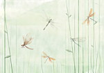 Φωτοταπετσαρια - Dragonflies In The Meadow Αδιαβροχη 150x105cm