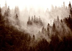 Φωτοταπετσαρια - Mountain Forest (sepia) Αδιαβροχη 250x175cm