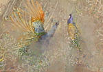 Φωτοταπετσαρια - Peacocks In Dance - Bird Motif Among An Abstract Pattern With Ornaments Αδιαβροχη 350x256cm