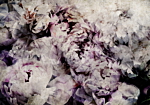Φωτοταπετσαρια - Home Flowerbed Αδιαβροχη 450x315cm