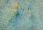 Φωτοταπετσαρια - Peacocks Dancing - Third Variant Αδιαβροχη 250x175cm
