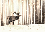 Φωτοταπετσαρια - Deer In The Snow (sepia) Αδιαβροχη 300x210cm