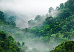 Φωτοταπετσαρια - Morning Fog Αδιαβροχη 200x140cm