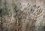 Φωτοταπετσαρια - Water Grasses Αδιαβροχη 450x315cm