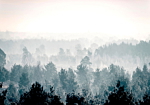 Φωτοταπετσαρια - Winter Forest Αδιαβροχη 400x280cm