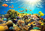 Φωτοταπετσαρια - Underwater Land Αδιαβροχη 350x245cm