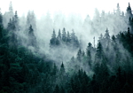 Φωτοταπετσαρια - Mountain Forest (dark Green) Αδιαβροχη 350x245cm