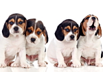 Φωτοταπετσαρια - Sad Puppies Αδιαβροχη 400x280cm