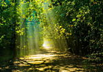 Φωτοταπετσαρια - Road In Sunlight Αδιαβροχη 400x280cm