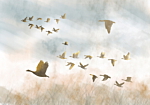 Φωτοταπετσαρια - Golden Geese Αδιαβροχη 400x280cm