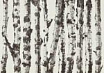 Φωτοταπετσαρια - Stately Birches - First Variant Αδιαβροχη 200x140cm